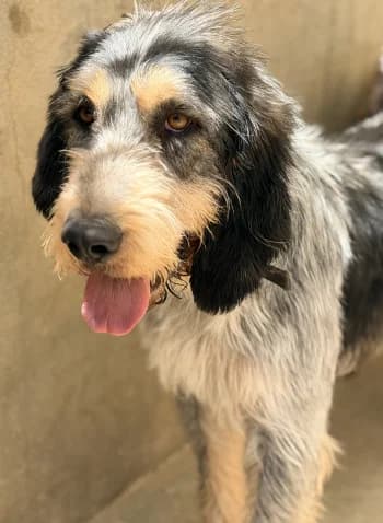 Jo, Tricolore male 6yo mixed breed for adoption at Refuge des Bérauds (Romans-sur-Isère), Romans-sur-Isère