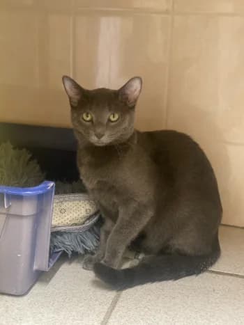 Marco, Gris male young European Shorthair for adoption at Refuge des Bérauds (Romans-sur-Isère), Romans-sur-Isère