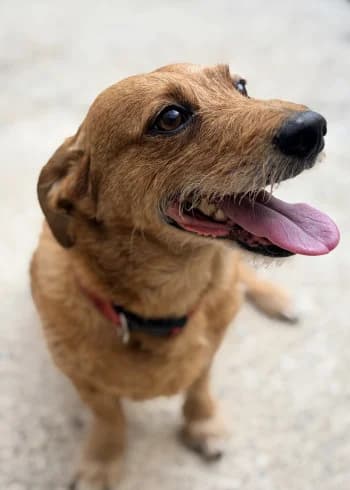 Nesquick, Marron male young Dachshund for adoption at Refuge des Bérauds (Romans-sur-Isère), Romans-sur-Isère