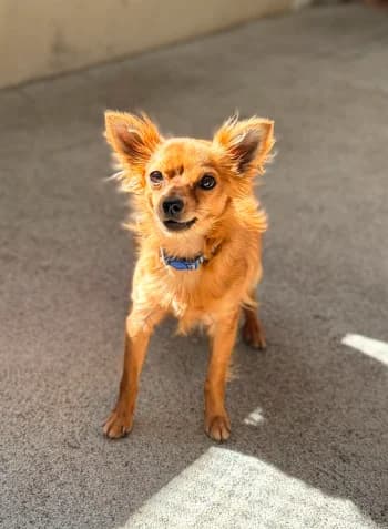 Scoobydoo, Marron male 3yo Chihuahua for adoption at Refuge des Bérauds (Romans-sur-Isère), Romans-sur-Isère