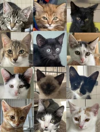 Nos chatons, Toutes couleurs  puppy European Shorthair for adoption at Refuge des Bérauds (Romans-sur-Isère), Romans-sur-Isère