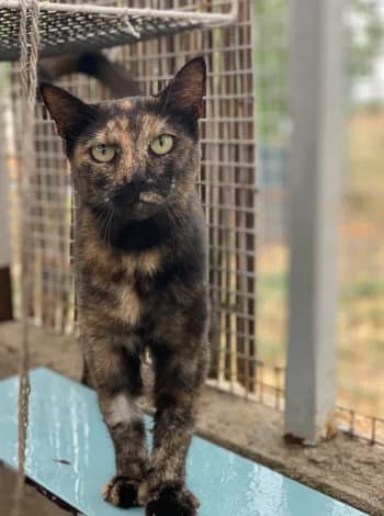 Rocxie, Écaille de tortue female 5yo European Shorthair for adoption at Refuge des Bérauds (Romans-sur-Isère), Romans-sur-Isère