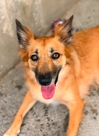 Lana, Fauve female young Mixed Breed for adoption at Refuge des Bérauds (Romans-sur-Isère), Romans-sur-Isère