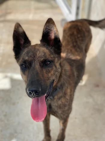 Merveille, Bringé female 3yo Mixed Breed for adoption at Refuge des Bérauds (Romans-sur-Isère), Romans-sur-Isère