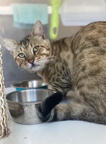 Tigrou, Tigré male 3yo European Shorthair for adoption at Refuge des Bérauds (Romans-sur-Isère), Romans-sur-Isère