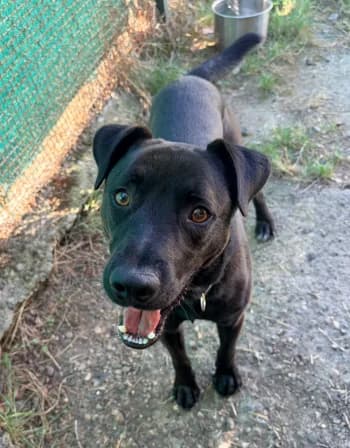 Blacky, Noir male young Labrador Retriever for adoption at Refuge des Bérauds (Romans-sur-Isère), Romans-sur-Isère