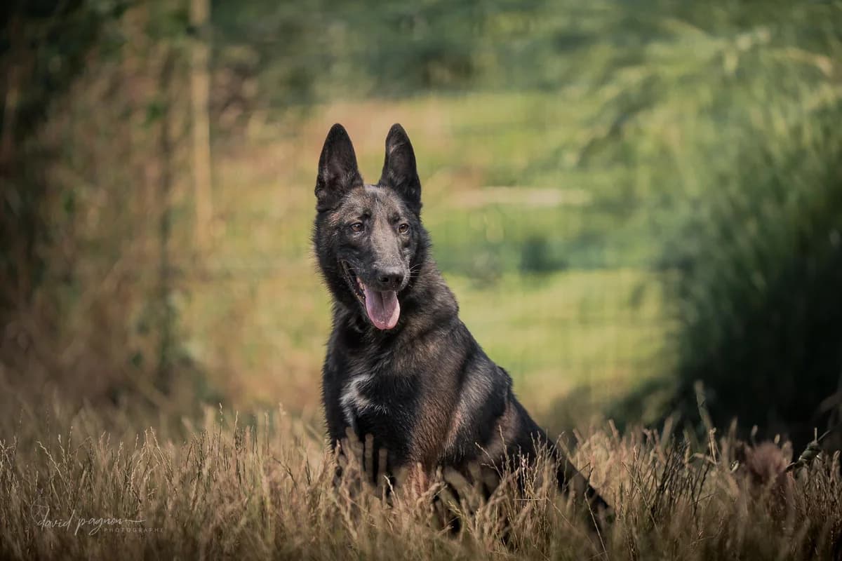 FONZIE, male young Belgian Malinois for adoption at Refuge Saint Roch (Valence), Valence