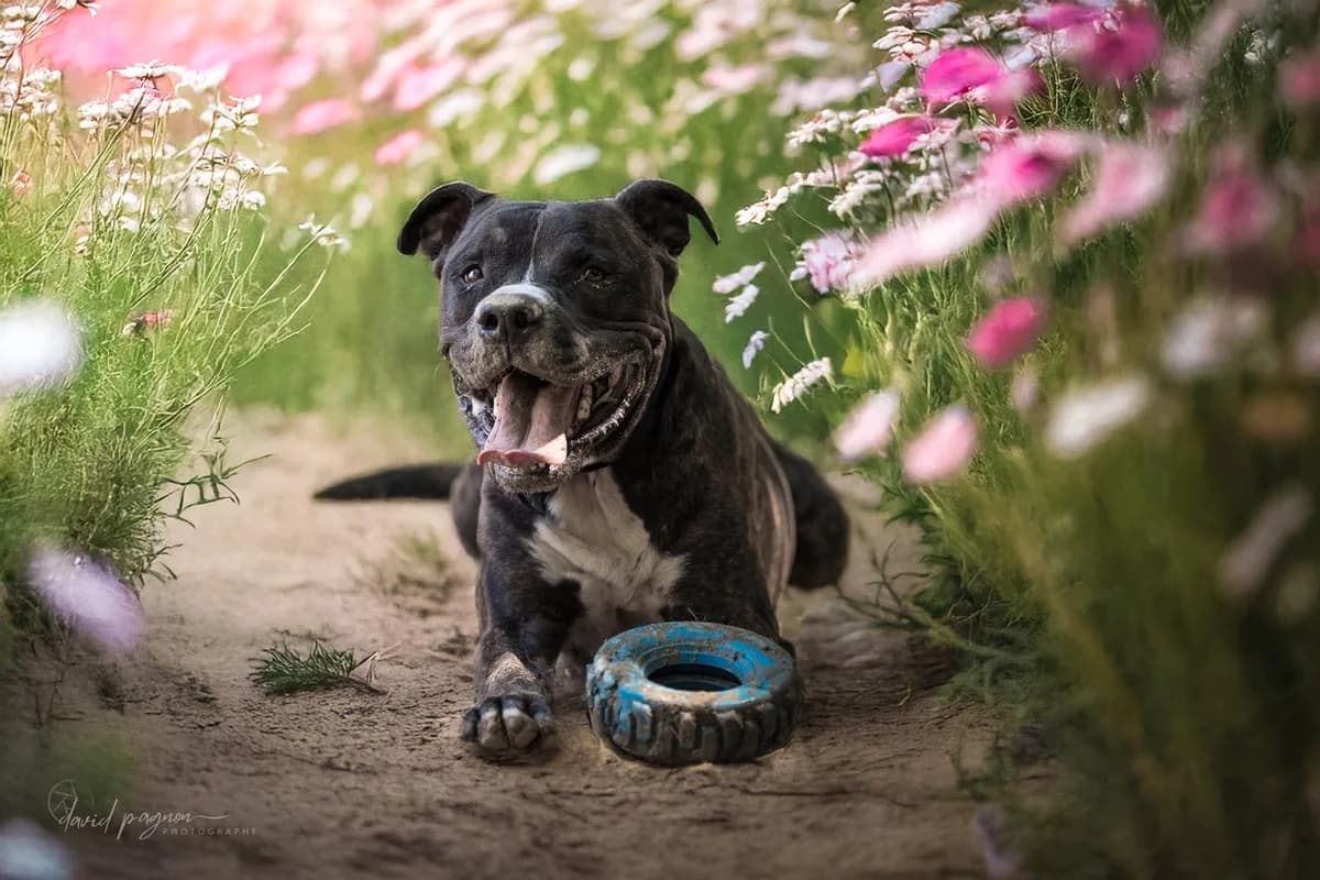 KESSY, male mixed breed for adoption at Refuge Saint Roch (Valence), Valence