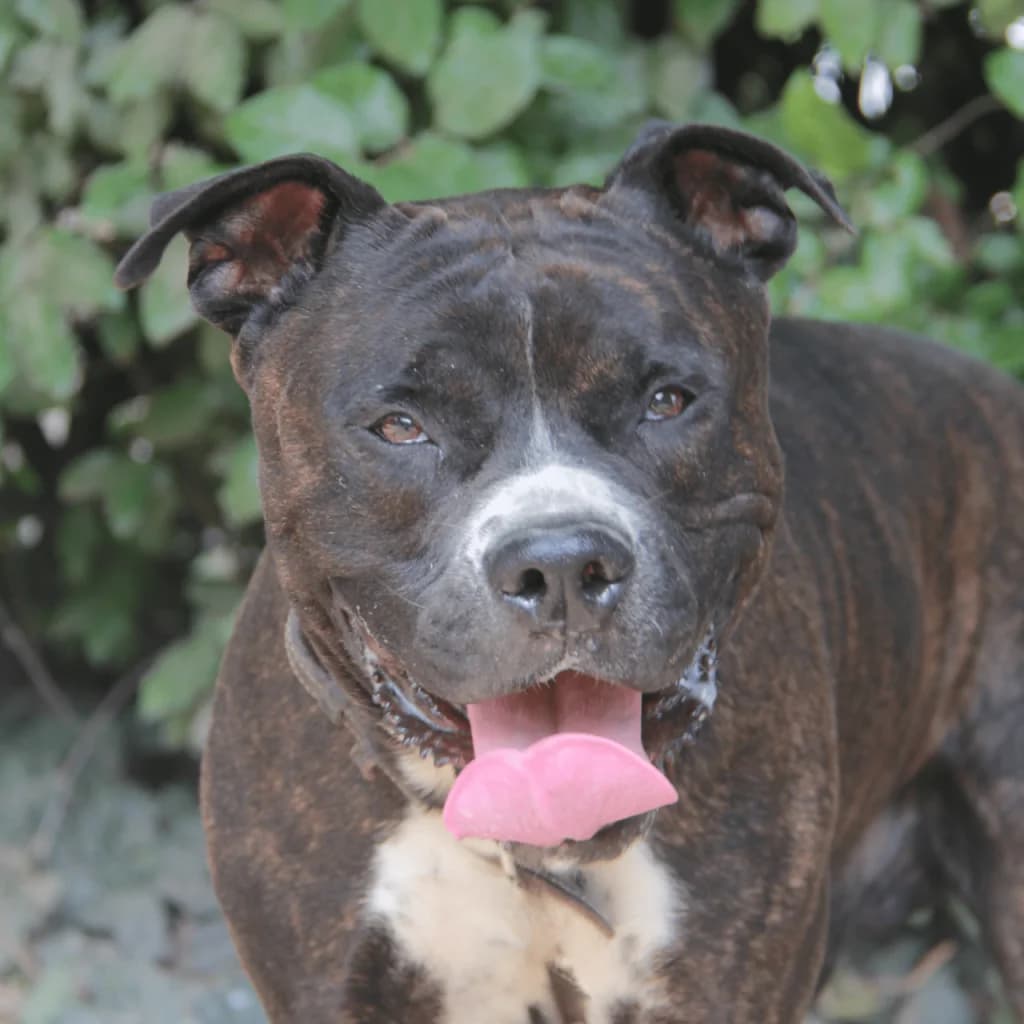 KESSY, male mixed breed for adoption at Refuge Saint Roch (Valence), Valence — photo 2 of 14