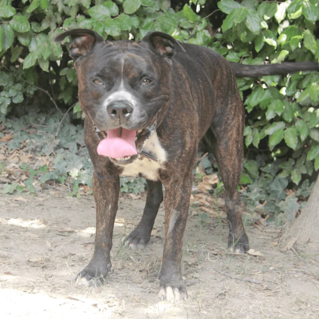 KESSY, male mixed breed for adoption at Refuge Saint Roch (Valence), Valence — photo 3 of 14