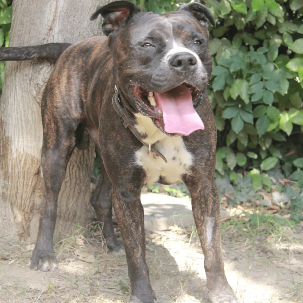 KESSY, male mixed breed for adoption at Refuge Saint Roch (Valence), Valence — photo 4 of 14