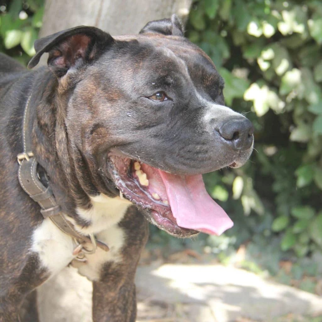 KESSY, male mixed breed for adoption at Refuge Saint Roch (Valence), Valence — photo 5 of 14
