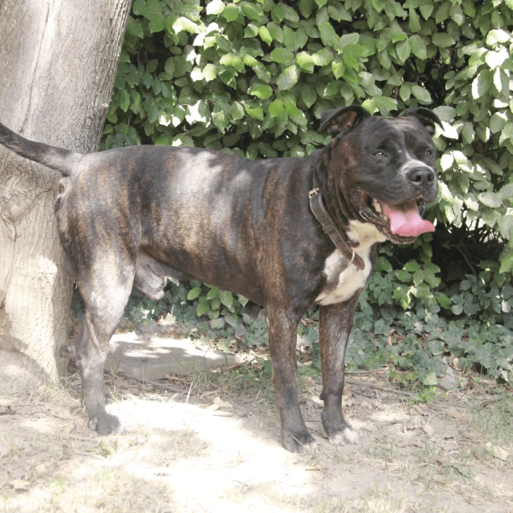 KESSY, male mixed breed for adoption at Refuge Saint Roch (Valence), Valence — photo 6 of 14