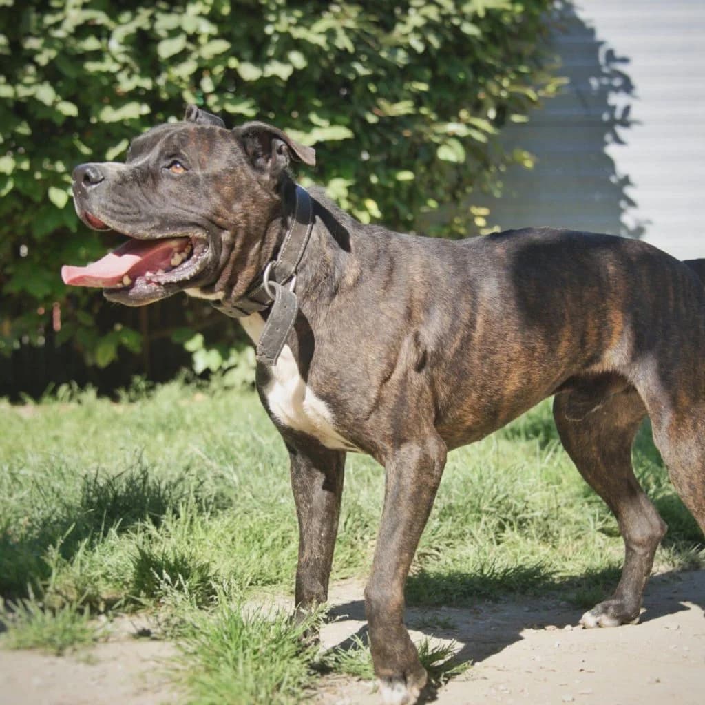 KESSY, male mixed breed for adoption at Refuge Saint Roch (Valence), Valence — photo 7 of 14
