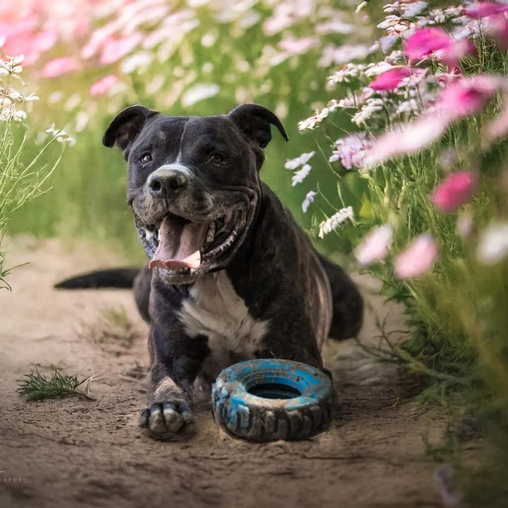 KESSY, male mixed breed for adoption at Refuge Saint Roch (Valence), Valence — photo 8 of 14