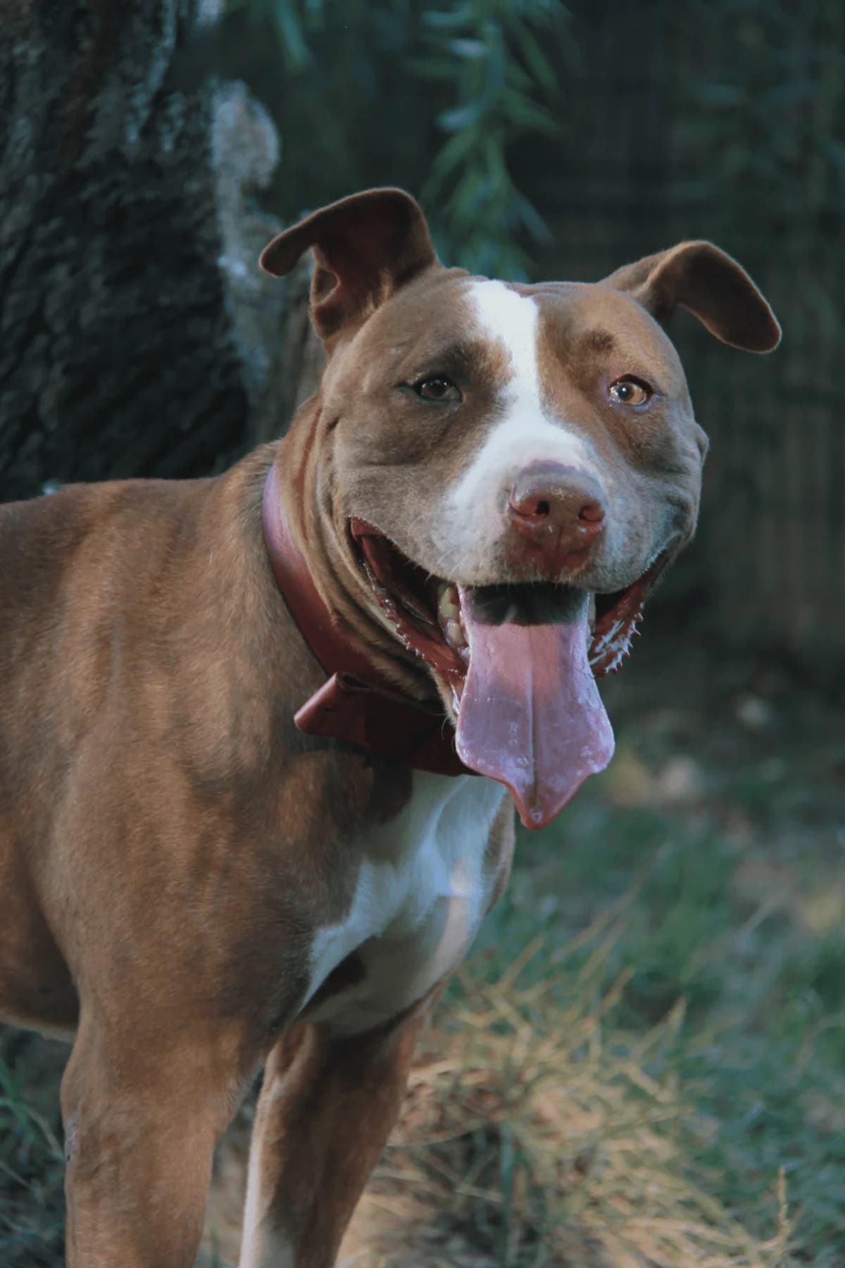 TANYA, female Bull Terrier for adoption at Refuge Saint Roch (Valence), Valence