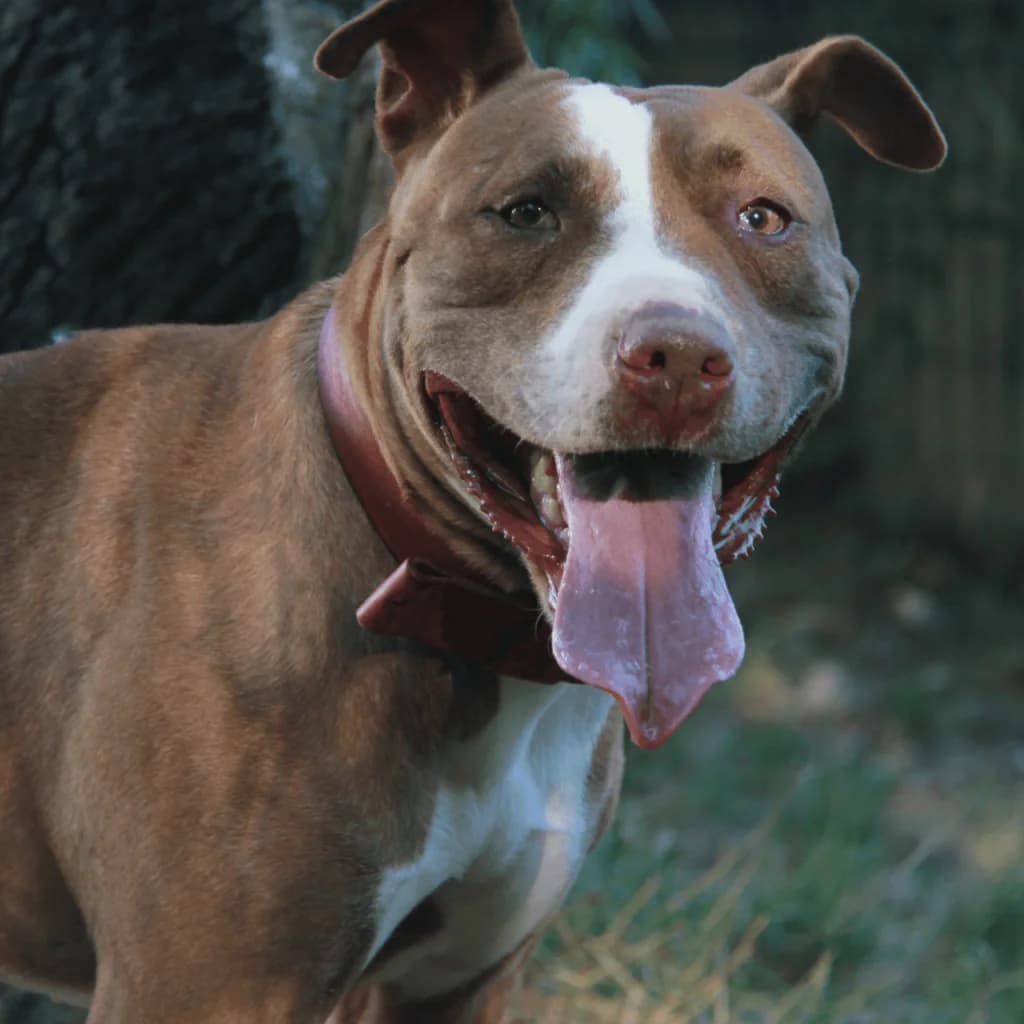 TANYA, female Bull Terrier for adoption at Refuge Saint Roch (Valence), Valence — photo 2 of 13