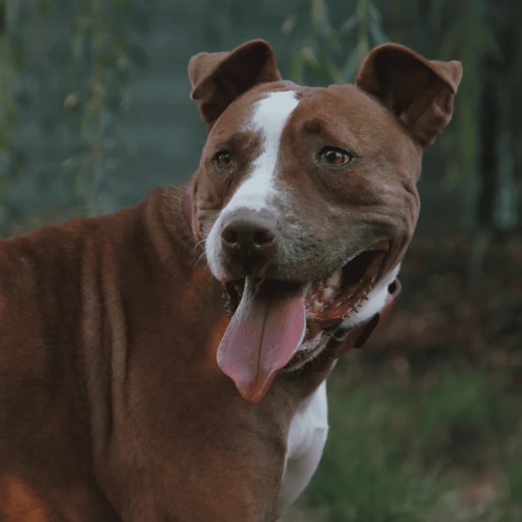 TANYA, female Bull Terrier for adoption at Refuge Saint Roch (Valence), Valence — photo 3 of 13