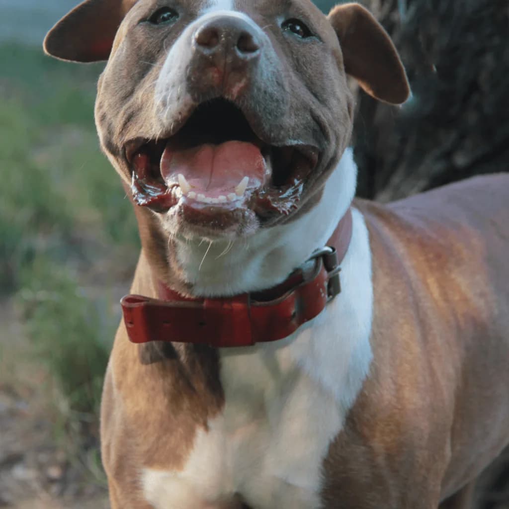TANYA, female Bull Terrier for adoption at Refuge Saint Roch (Valence), Valence — photo 4 of 13
