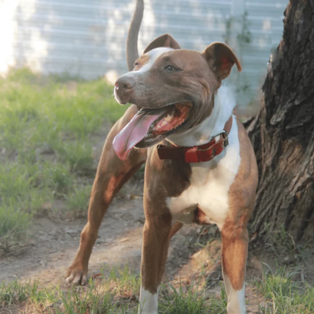 TANYA, female Bull Terrier for adoption at Refuge Saint Roch (Valence), Valence — photo 5 of 13