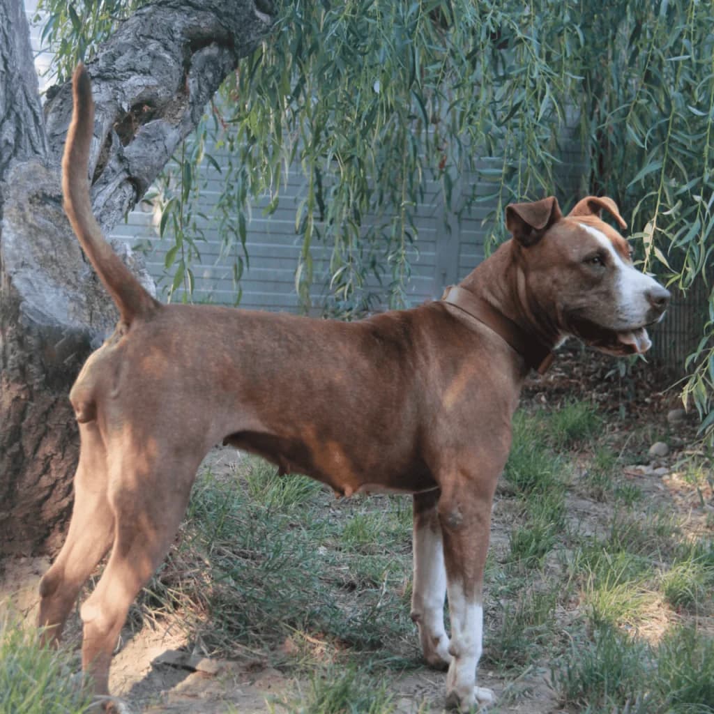 TANYA, female Bull Terrier for adoption at Refuge Saint Roch (Valence), Valence — photo 6 of 13
