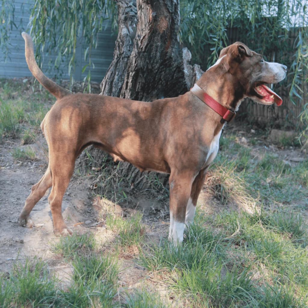 TANYA, female Bull Terrier for adoption at Refuge Saint Roch (Valence), Valence — photo 7 of 13
