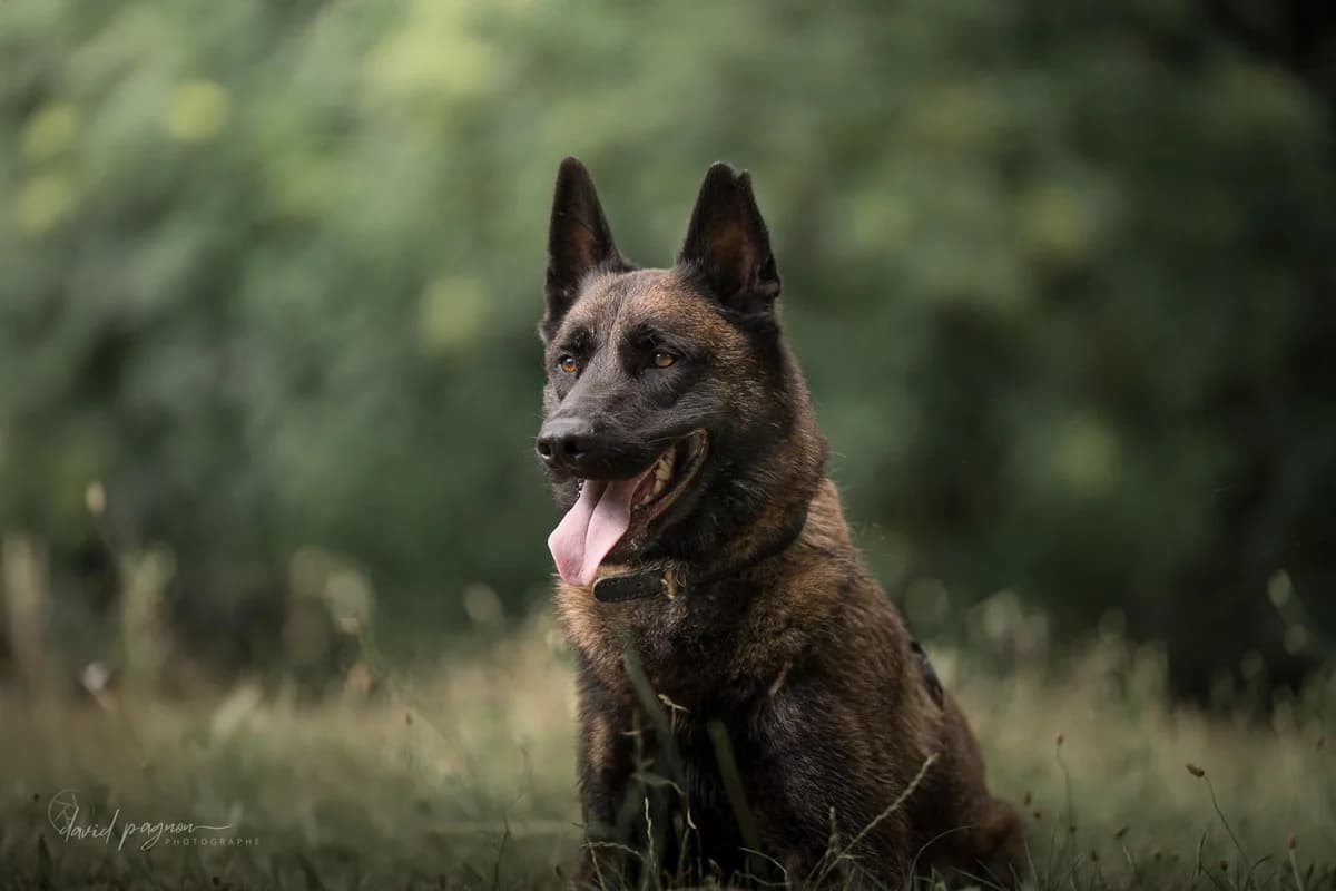 KENJI, male Belgian Malinois for adoption at Refuge Saint Roch (Valence), Valence