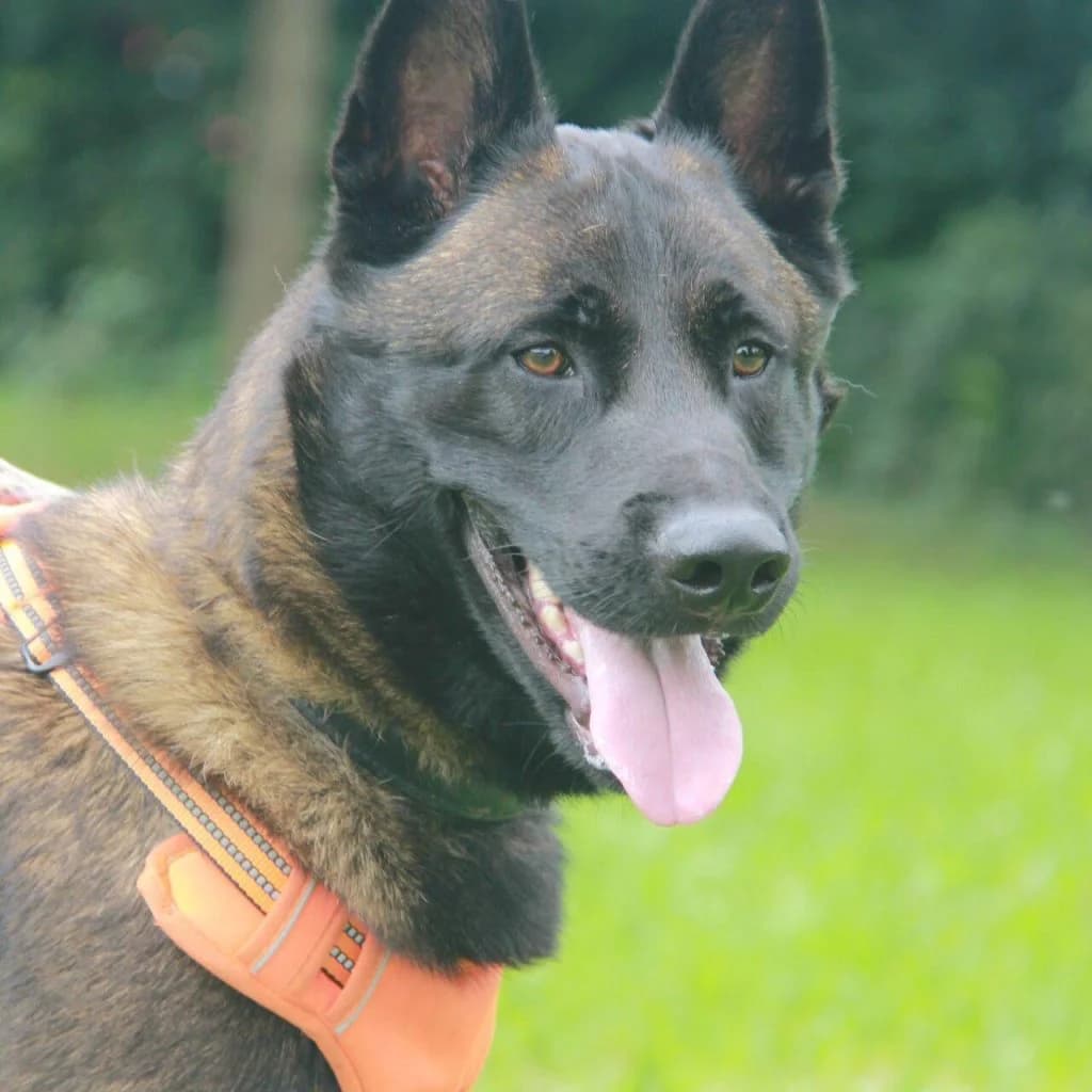 KENJI, male Belgian Malinois for adoption at Refuge Saint Roch (Valence), Valence — photo 2 of 14