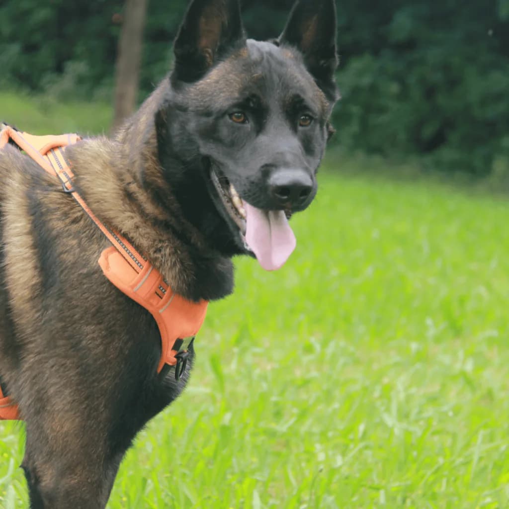 KENJI, male Belgian Malinois for adoption at Refuge Saint Roch (Valence), Valence — photo 3 of 14