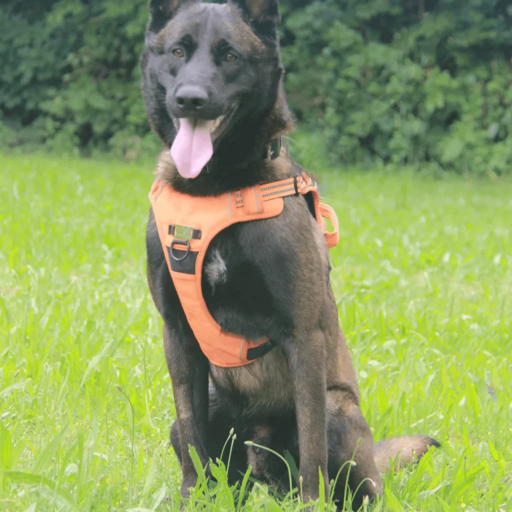 KENJI, male Belgian Malinois for adoption at Refuge Saint Roch (Valence), Valence — photo 4 of 14