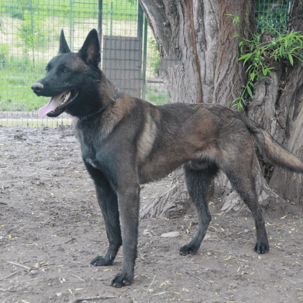 KENJI, male Belgian Malinois for adoption at Refuge Saint Roch (Valence), Valence — photo 5 of 14