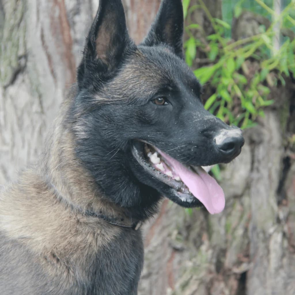 KENJI, male Belgian Malinois for adoption at Refuge Saint Roch (Valence), Valence — photo 6 of 14