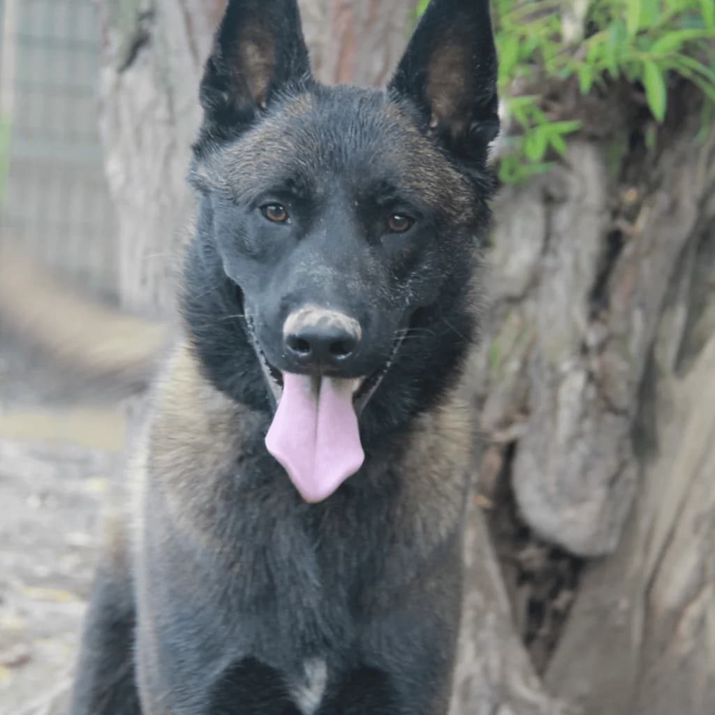 KENJI, male Belgian Malinois for adoption at Refuge Saint Roch (Valence), Valence — photo 7 of 14