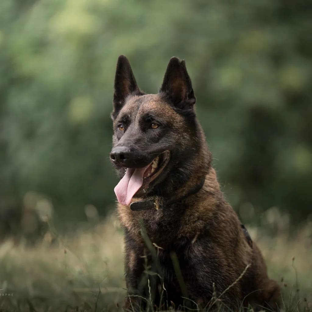 KENJI, male Belgian Malinois for adoption at Refuge Saint Roch (Valence), Valence — photo 8 of 14