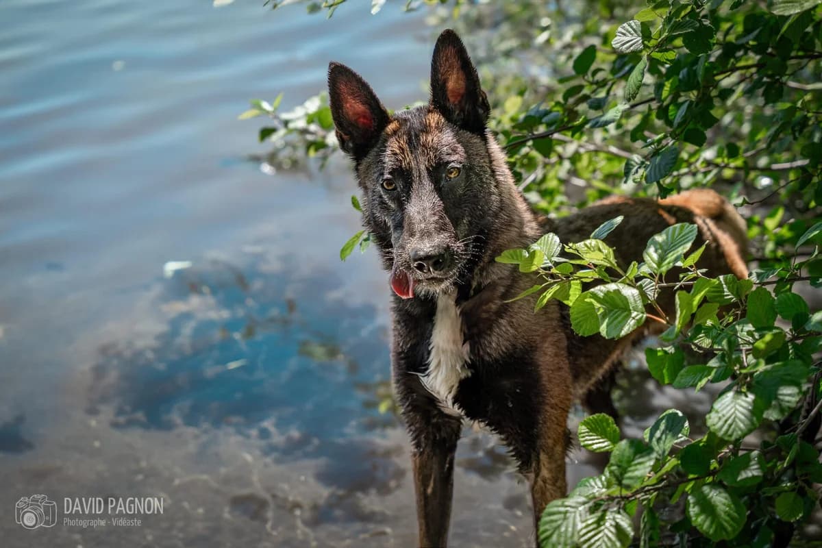 PATAFIX, male young Belgian Malinois for adoption at Refuge Saint Roch (Valence), Valence