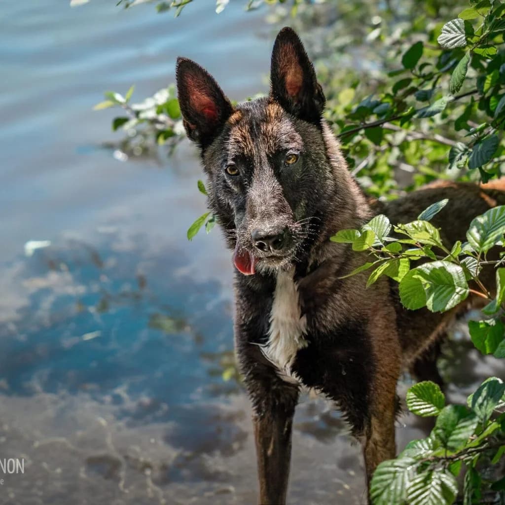 PATAFIX, male Belgian Malinois for adoption at Refuge Saint Roch (Valence), Valence — photo 2 of 13
