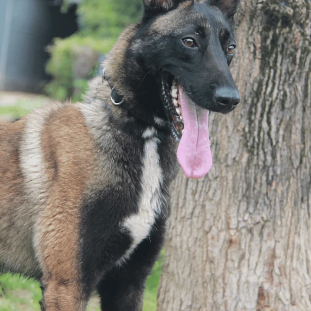PATAFIX, male Belgian Malinois for adoption at Refuge Saint Roch (Valence), Valence — photo 3 of 13