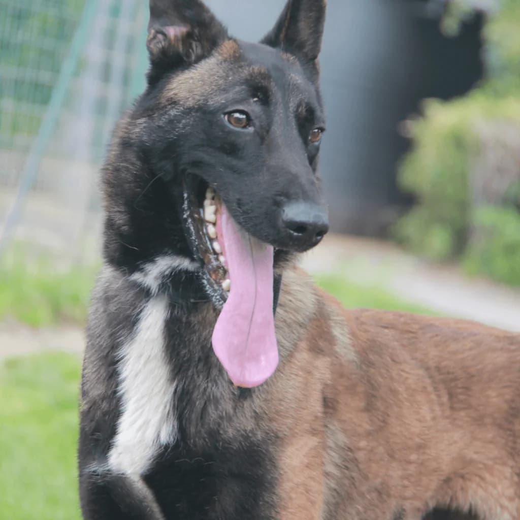 PATAFIX, male Belgian Malinois for adoption at Refuge Saint Roch (Valence), Valence — photo 4 of 13