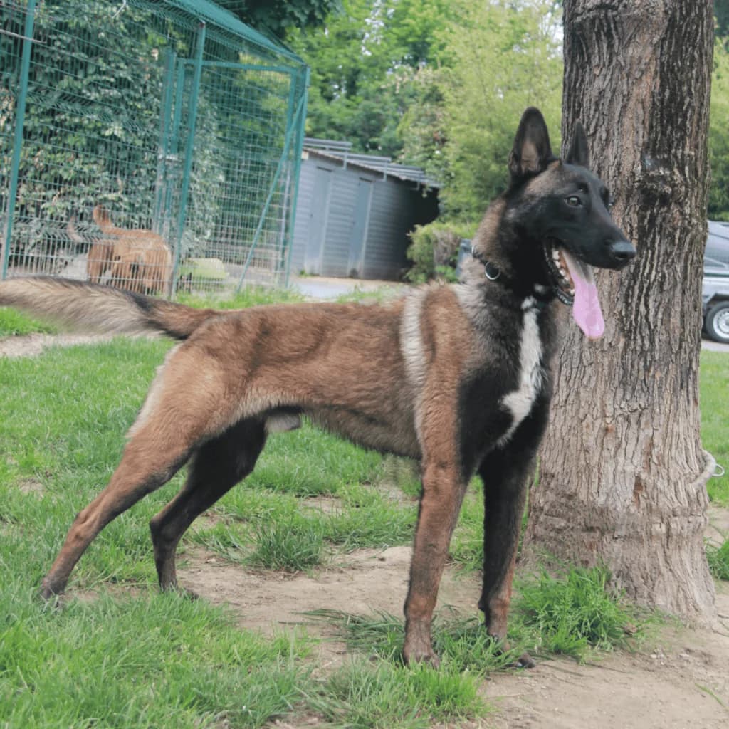 PATAFIX, male Belgian Malinois for adoption at Refuge Saint Roch (Valence), Valence — photo 5 of 13
