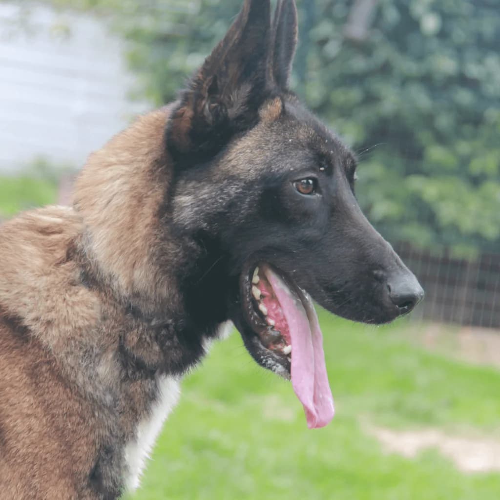 PATAFIX, male Belgian Malinois for adoption at Refuge Saint Roch (Valence), Valence — photo 6 of 13