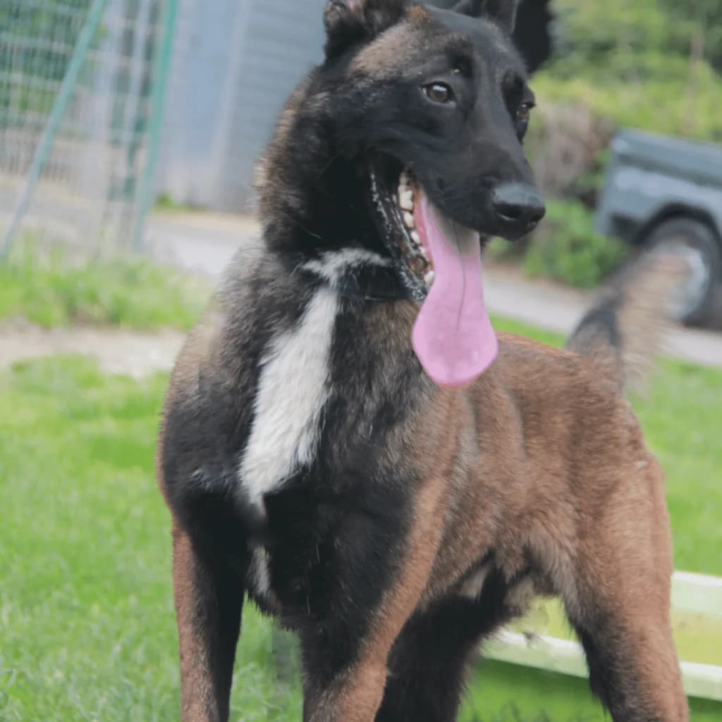 PATAFIX, male Belgian Malinois for adoption at Refuge Saint Roch (Valence), Valence — photo 7 of 13