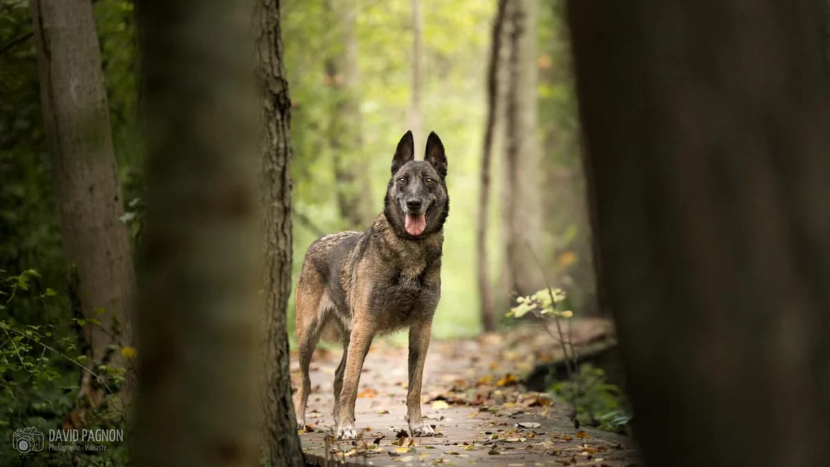 OTINA, female Belgian Malinois for adoption at Refuge Saint Roch (Valence), Valence