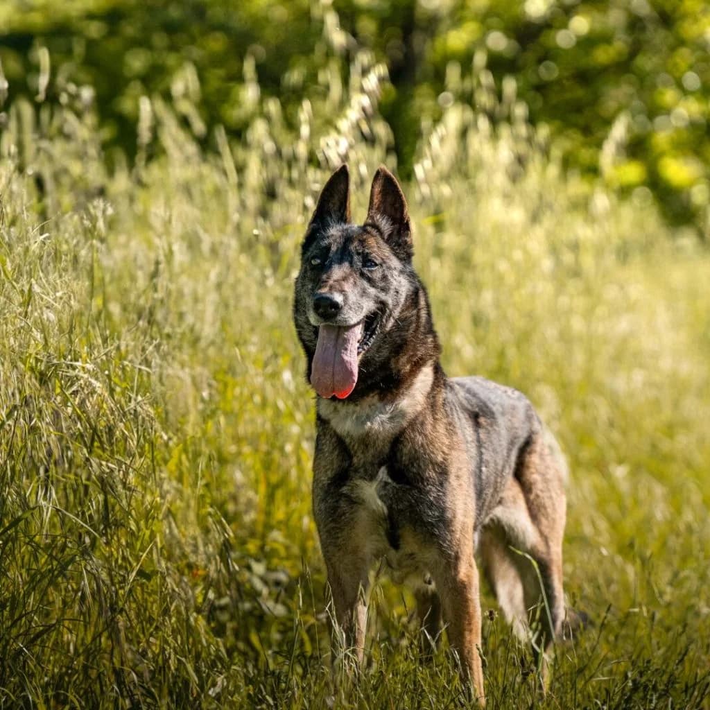 OTINA, female Belgian Malinois for adoption at Refuge Saint Roch (Valence), Valence — photo 2 of 12