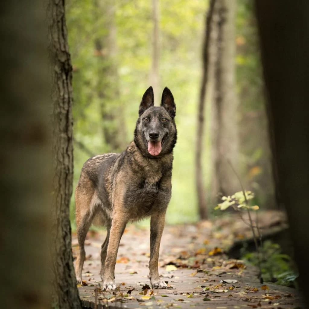 OTINA, female Belgian Malinois for adoption at Refuge Saint Roch (Valence), Valence — photo 4 of 12