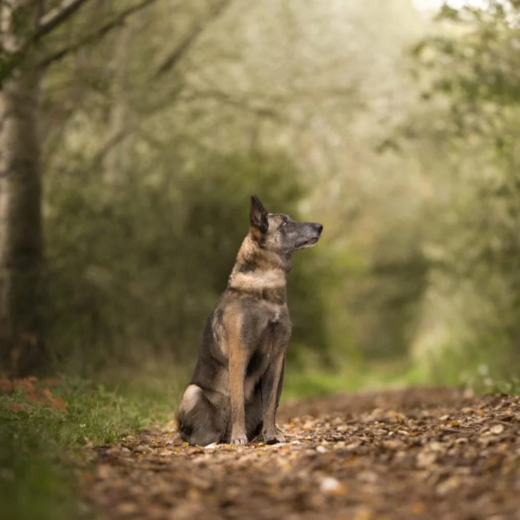OTINA, female Belgian Malinois for adoption at Refuge Saint Roch (Valence), Valence — photo 5 of 12