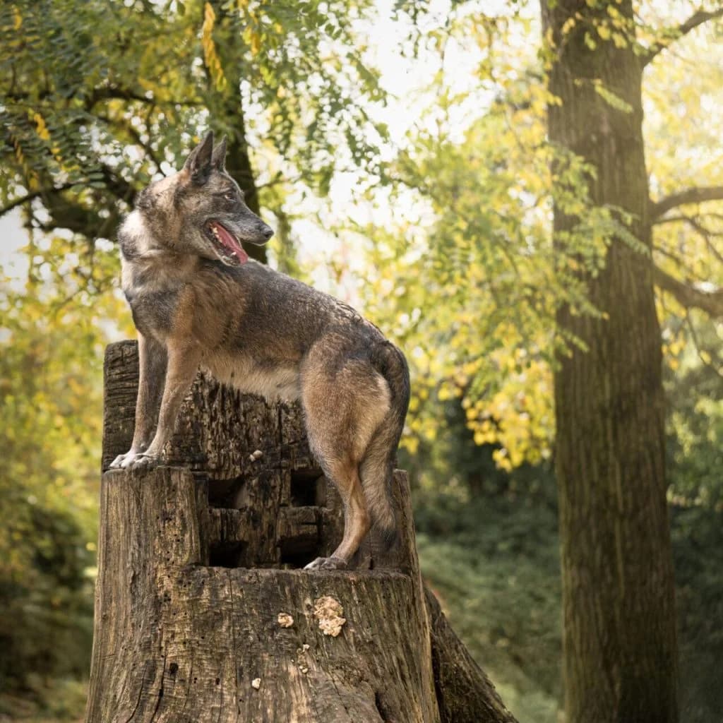 OTINA, female Belgian Malinois for adoption at Refuge Saint Roch (Valence), Valence — photo 6 of 12