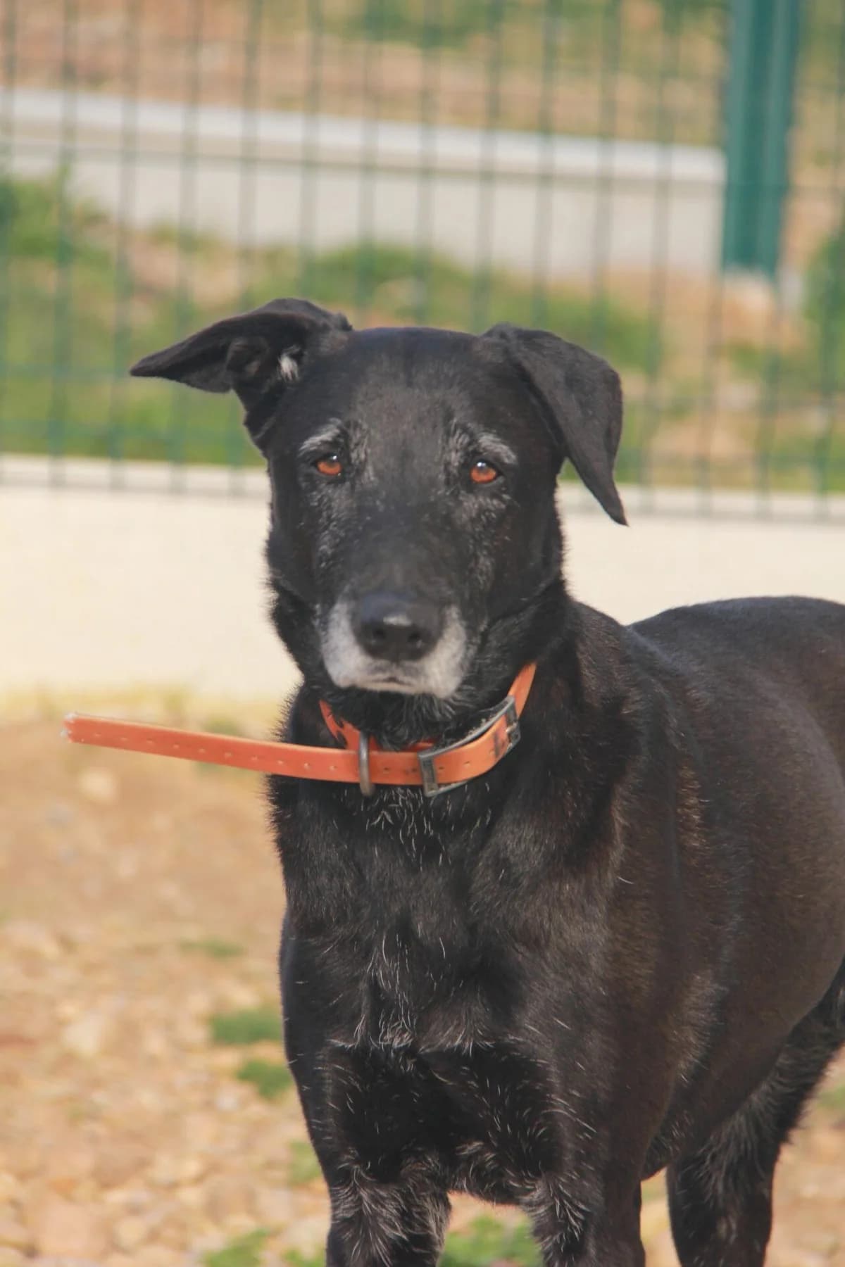 OLLY, female senior Labrador Retriever for adoption at Refuge Saint Roch (Valence), Valence