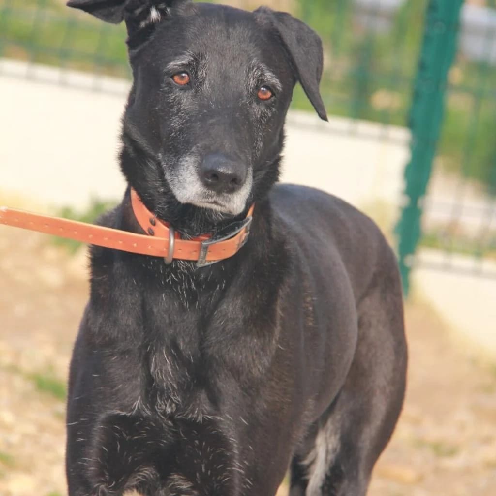 OLLY, female Labrador Retriever for adoption at Refuge Saint Roch (Valence), Valence — photo 2 of 12