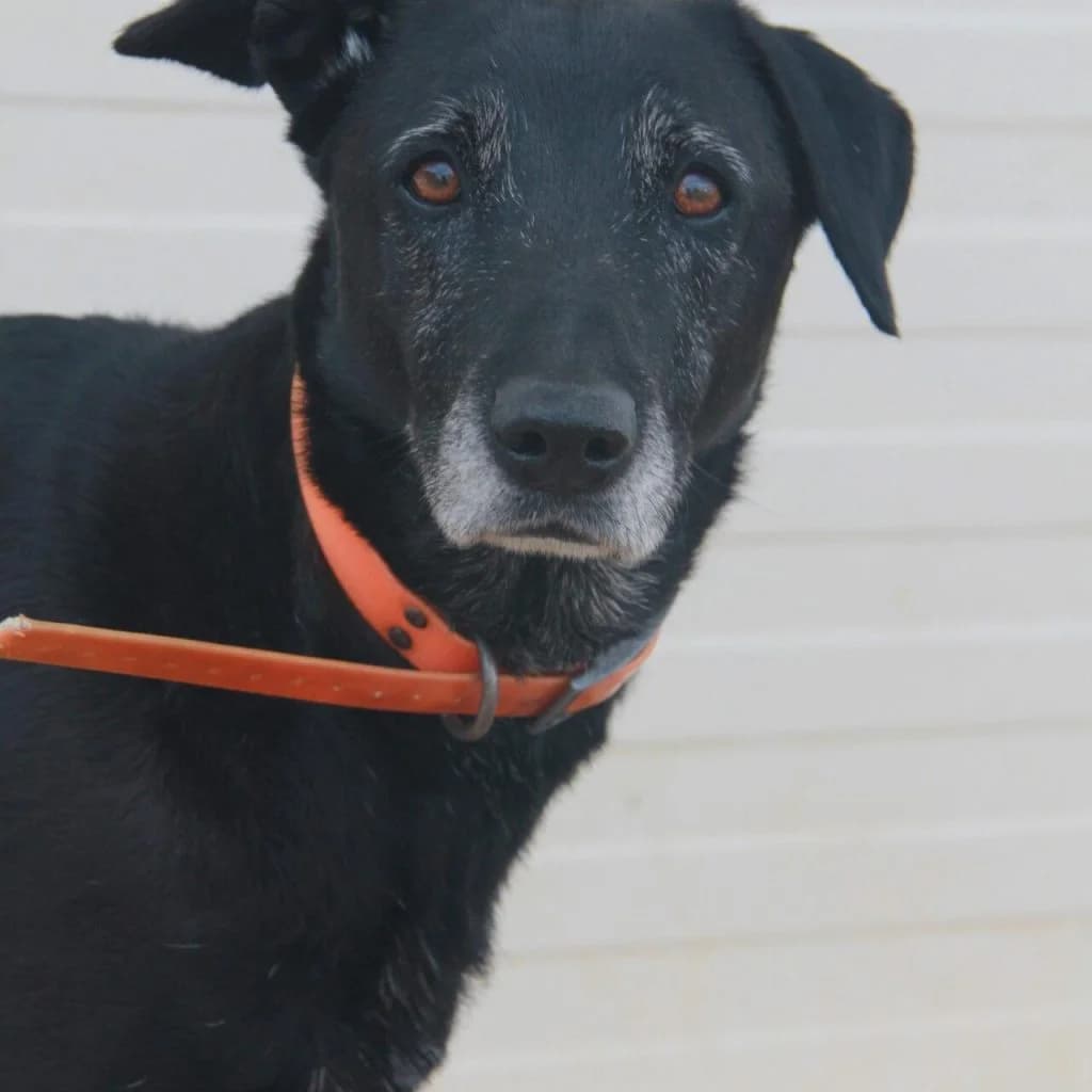 OLLY, female Labrador Retriever for adoption at Refuge Saint Roch (Valence), Valence — photo 3 of 12