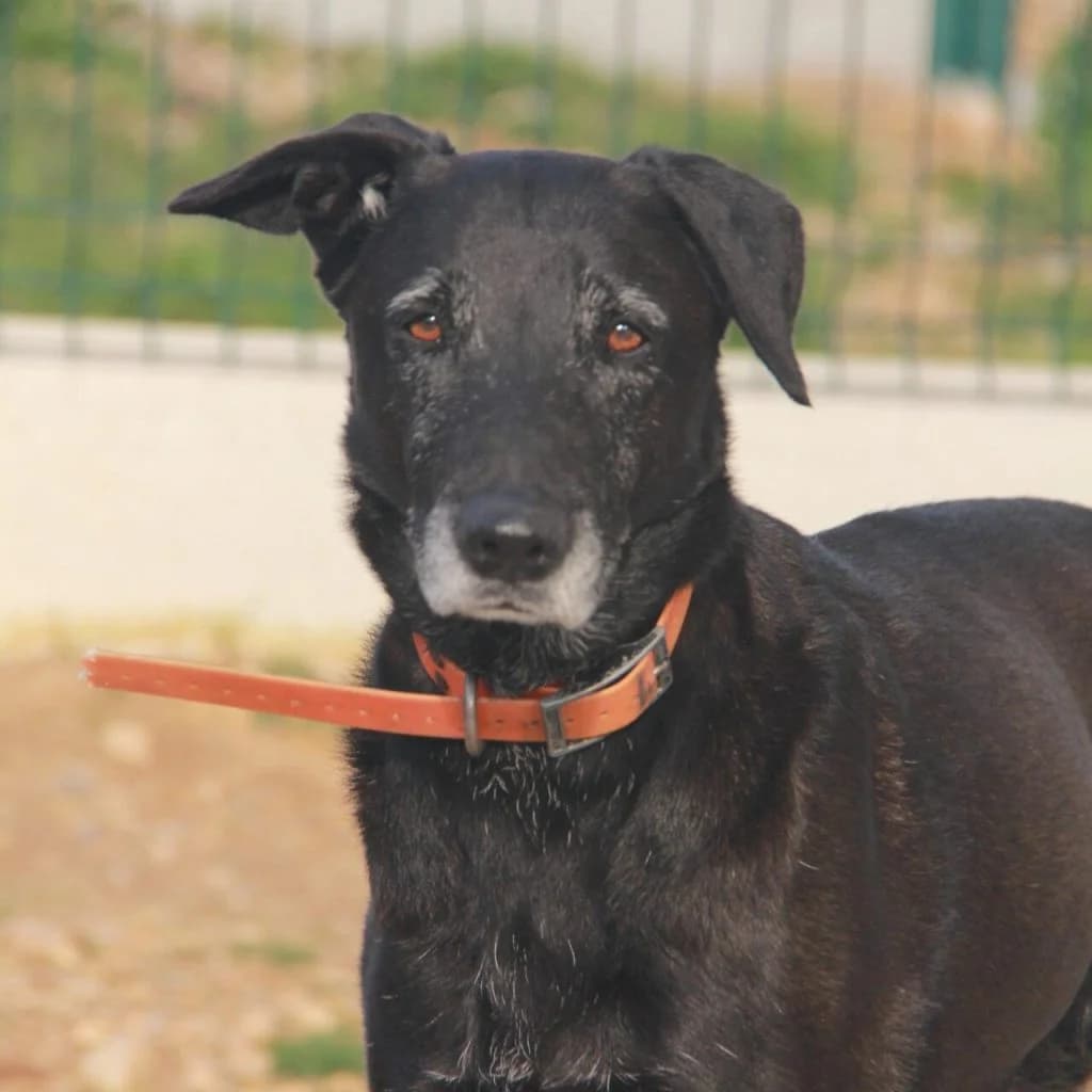 OLLY, female Labrador Retriever for adoption at Refuge Saint Roch (Valence), Valence — photo 4 of 12